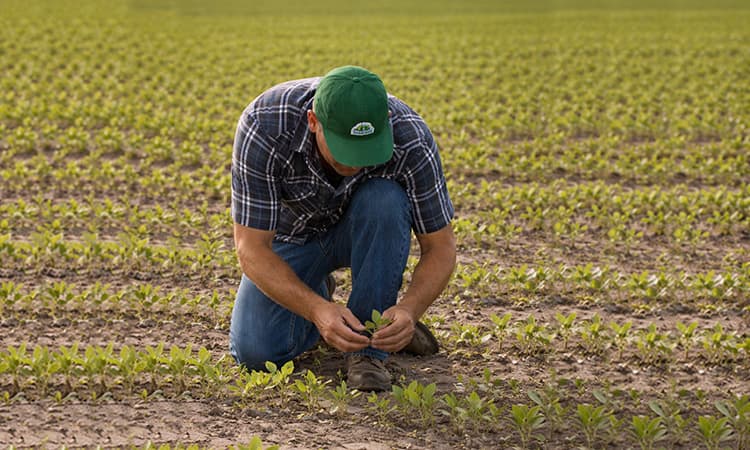 Produtor analisa vagens de soja maduras antes da colheita