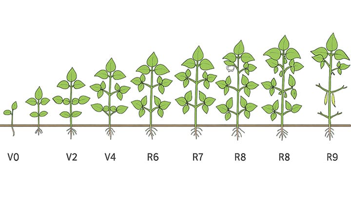 Fenologia do feijoeiro