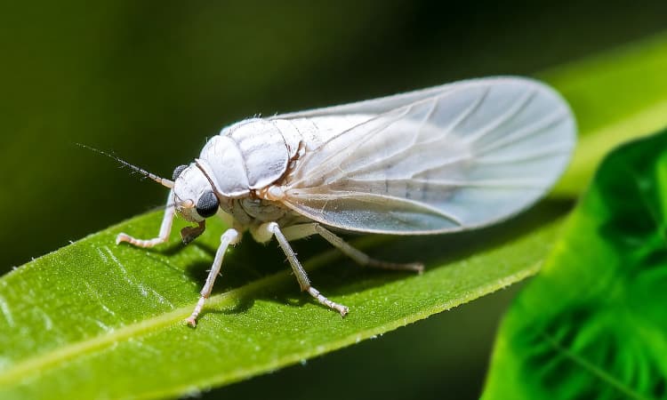 Detalhe da mosca-branca adulto sobre folhas de feijoeiro