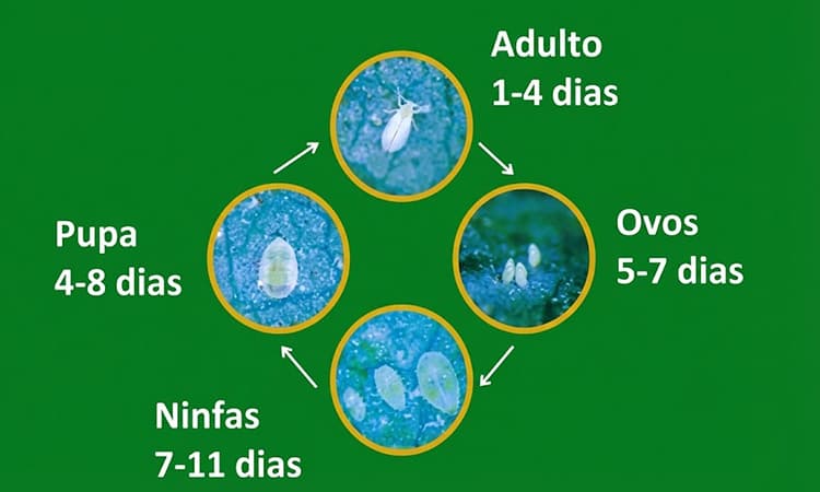 Ciclo de vida completo da mosca-branca destacado sobre gráfico