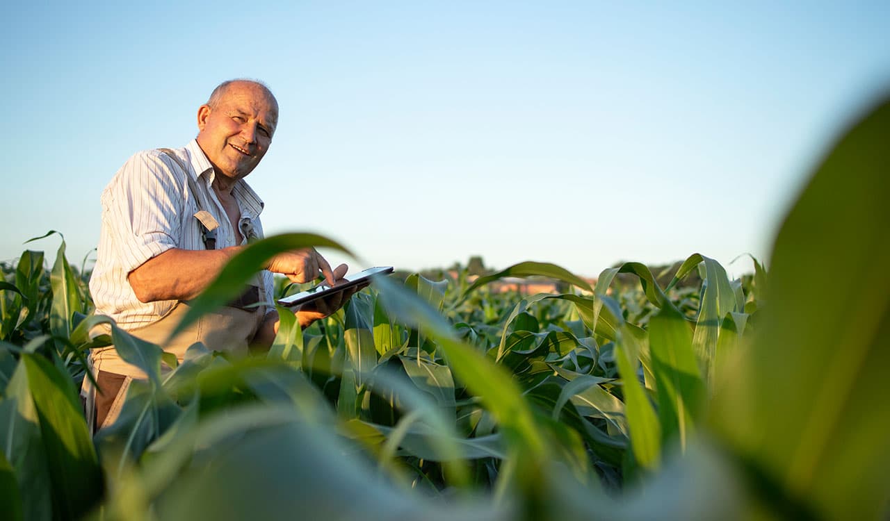 Mosca-branca no feijão: como proteger sua lavoura